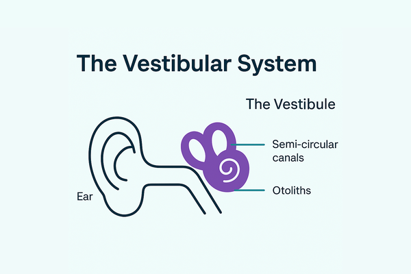 The Vestibular System